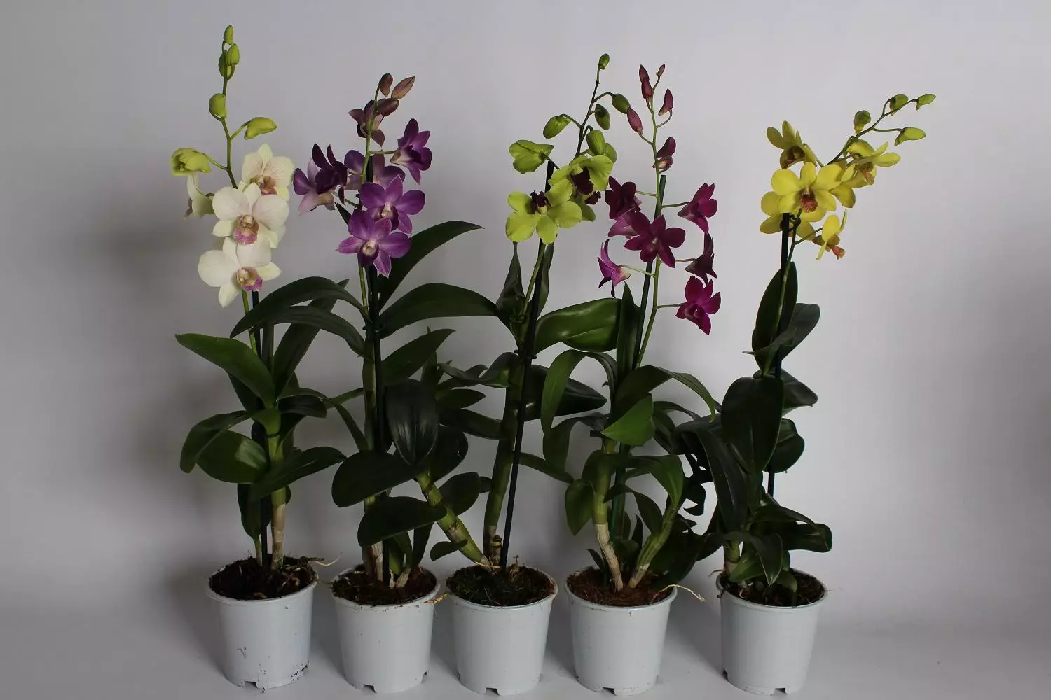 [Lima i totonu o le fale] Dendrobium Orchids i le fale: lauiloa manatu ma tausiga