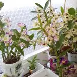 [家の中の植物]自宅のデンドロビウム蘭：人気のある景色とケア