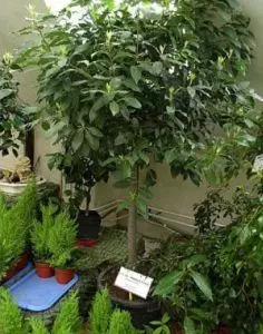 Balkon için donmaya dayanıklı bitkiler