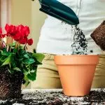 [צמחים בבית] משחררים חדר צבעים: מתי וכיצד הטוב ביותר?