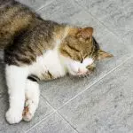 Hogyan kell díszíteni a belső teret, ha egy macska él a házban?