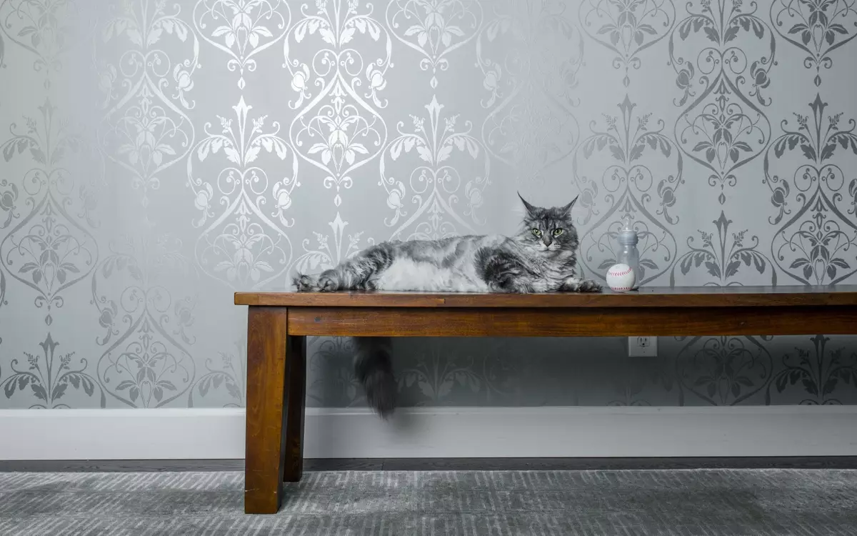 猫が家の中に住んでいるならば、インテリアを飾る方法は？