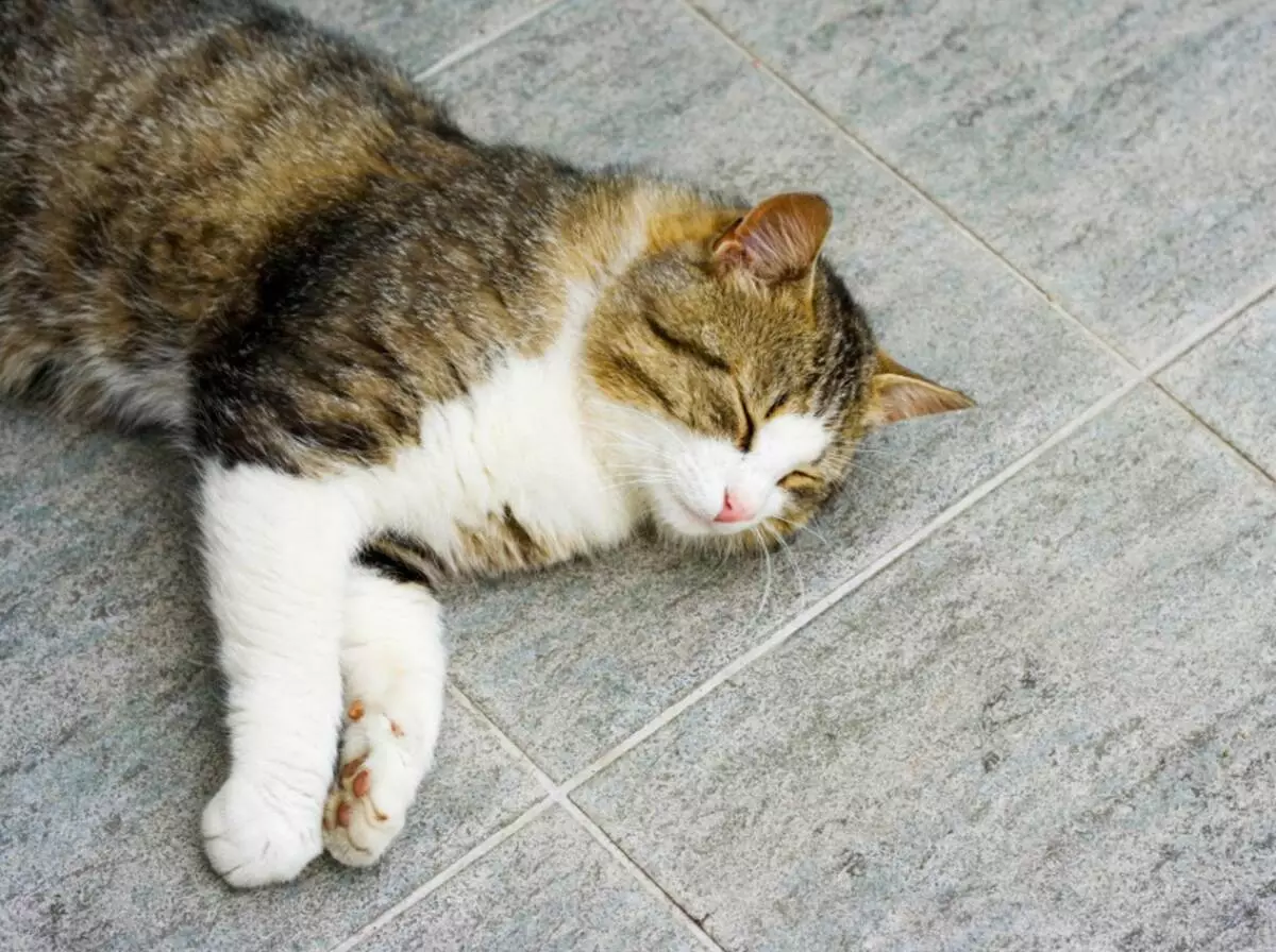 고양이가 집에 살면 인테리어를 꾸미는 방법은 무엇입니까?