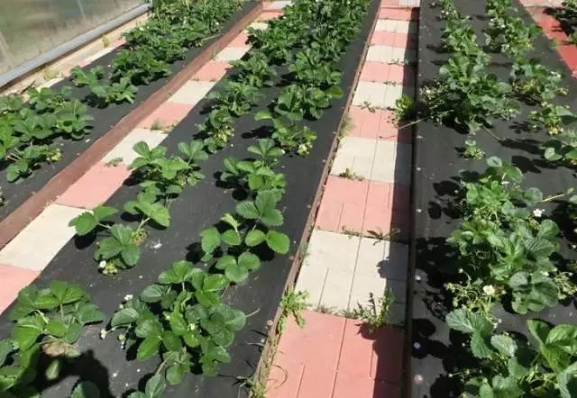 How to make beds under the strawberry: examples and tips on arrangement