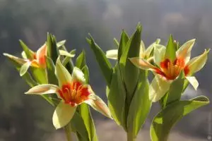 কিভাবে ব্যালকনি উপর tulips হত্তয়া