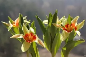 Bii o ṣe le dagba awọn tulips lori balikoni