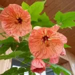 [Biljke u kući] Abutilon: Tajne skrbi