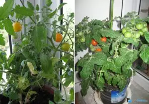 How to grow tomatoes on the balcony
