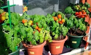 Bagaimana untuk menanam tomato di balkoni