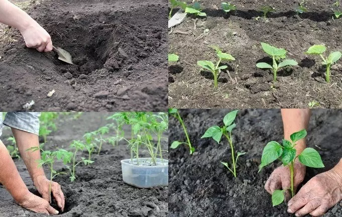 Kur mbjellin domate, tranguj dhe piper në tokë të hapur: termat dhe kushtet