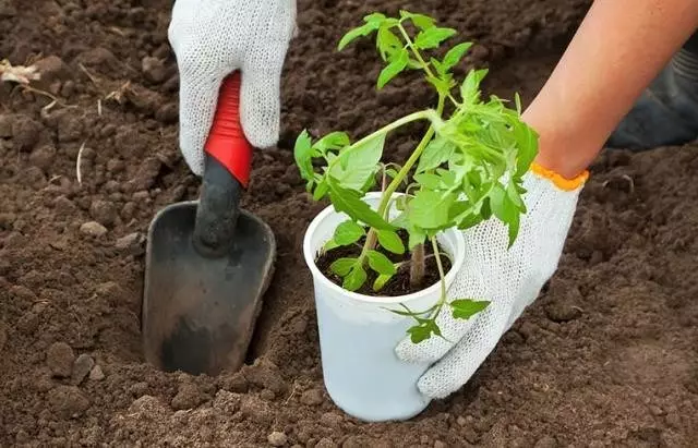 Pri výsadbe paradajok, uhorky a korenie do otvorenej zeme: Podmienky