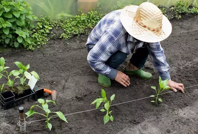 En plantar tomàquets, cogombres i pebre a terra oberta: termes i condicions