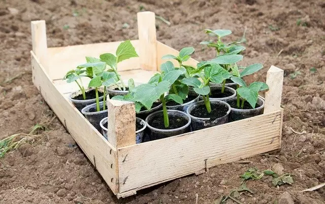 Ao plantar tomates, pepinos e pimenta em terra: Termos e Condições