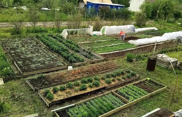 Lors de la plantation de tomates, de concombres et de poivron en plein air: termes et conditions