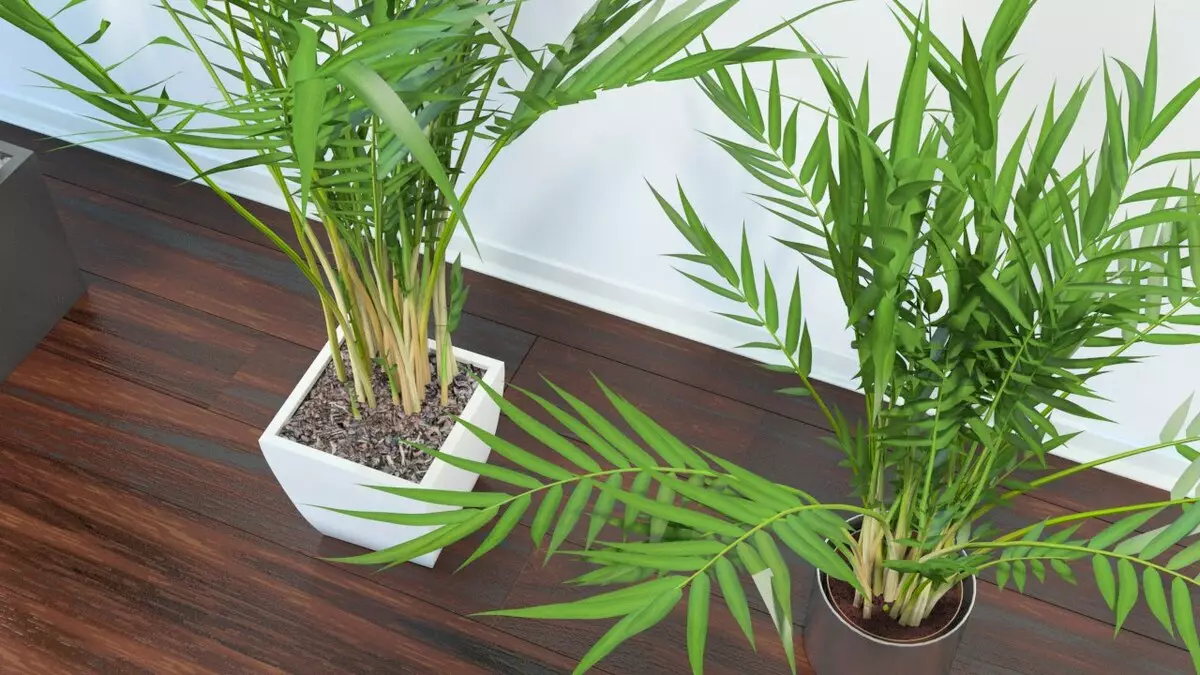 [النباتات في المنزل] chrysalidocarpus: أسرار الرعاية