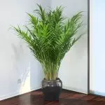 [Növények a házban] Chrysalidocarpus: Care Secrets