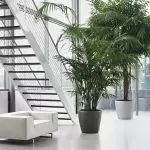 [家の中の植物] Chrysalidocarpus：ケア秘密