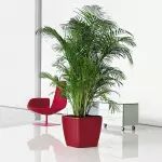 [Planten in het huis] Chrysalidocarpus: Care Secrets