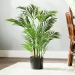 [집의 식물] Chrysalidocarpus : Care Secrets