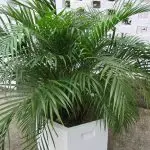 [Rośliny w domu] Chrysalidocarpus: Care Secrets