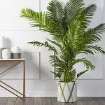 [Растенија во куќата] Chrysalidocarpus: грижа тајни