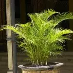 [Plante in die huis] Chrysalidocarpus: sorg geheime