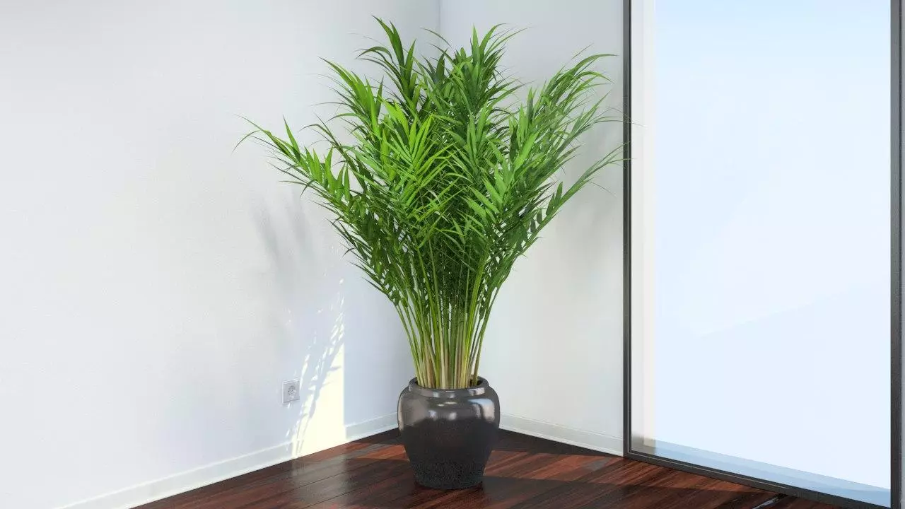 [Plantas na casa] Chrysalidocarpus: assistência segredos
