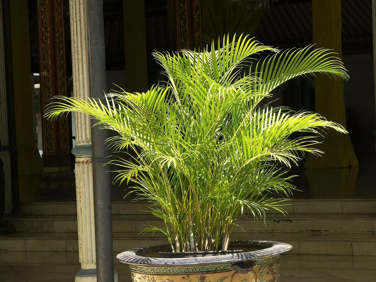 [Plante in die huis] Chrysalidocarpus: sorg geheime