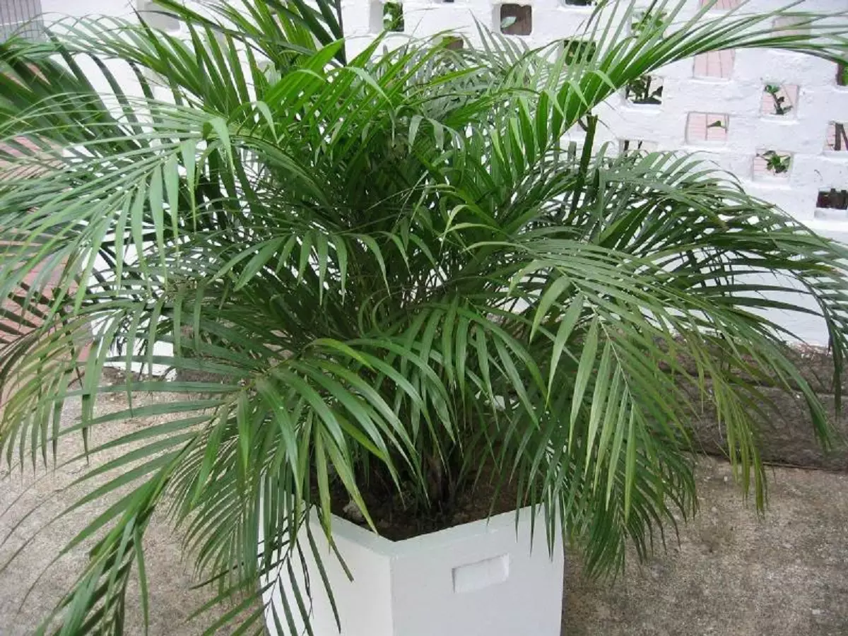 [Растения в къщата] Chrysalidocarpus: Грижи тайни