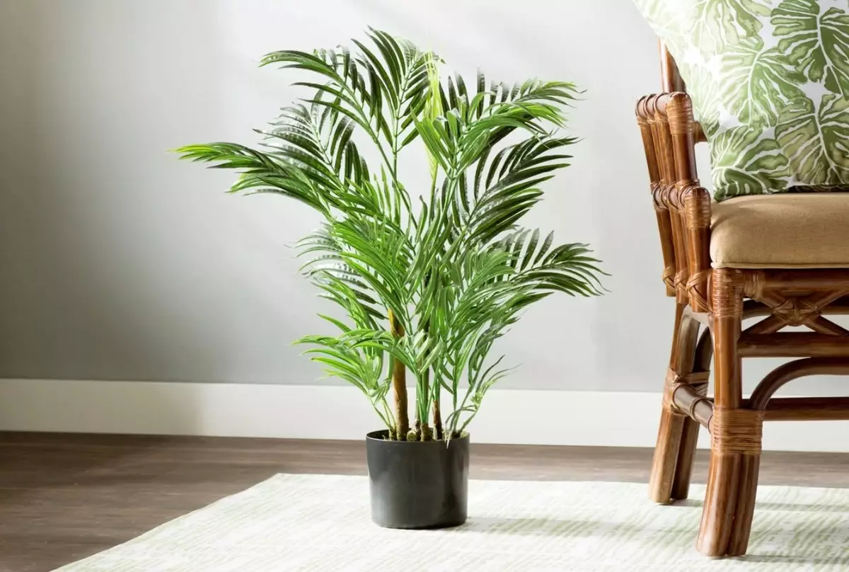 [Растения в къщата] Chrysalidocarpus: Грижи тайни