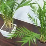 [Rostliny v domě] Chrysalidocarpus: Tajemství péče
