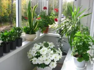 Kurai temperatūrai jūs varat saglabāt ziedus uz balkona