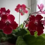 [Растения в къщата] Trackard: Тайните на правилната грижа