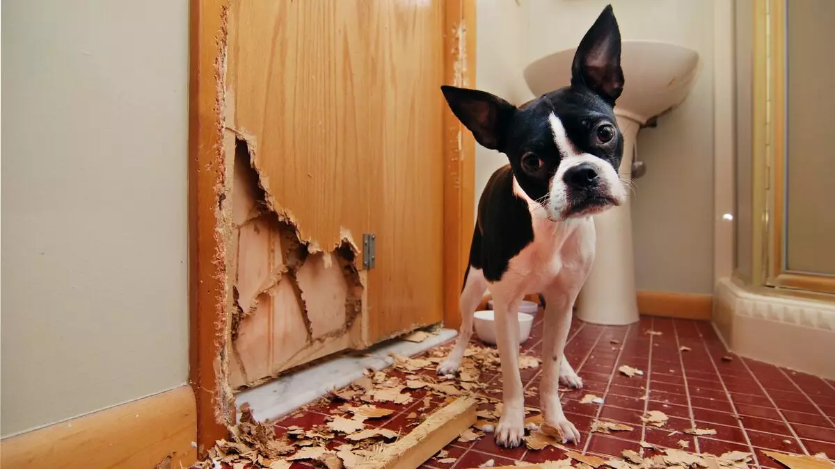 Segredos para animais de estimação caseiros: Como salvar a reparação fresca?