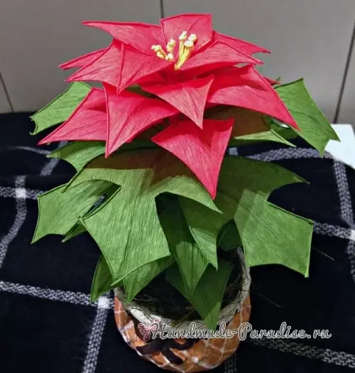 క్రిస్మస్ స్టార్ - కాగితం నుండి poinsettia