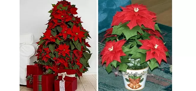 Naleli ea Keresemese - Poinsettia Ho tsoa pampiring