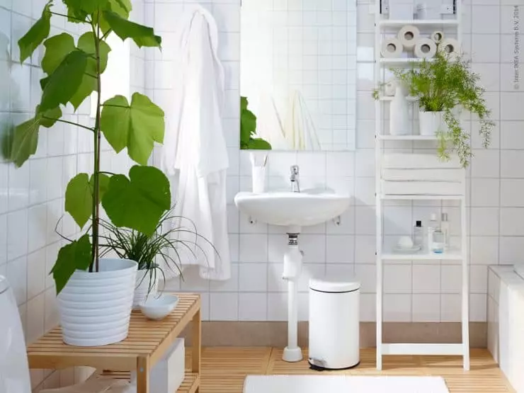 [Zařízení v domě] 6 rostlin, které mohou být umístěny i v koupelně