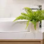 [房子裡的植物]甚至可以放在浴室裡的植物