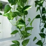 [Plantas en la casa] 6 plantas que se pueden poner incluso en el baño.