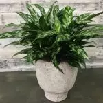 [Φυτά στο σπίτι] 6 φυτά που μπορούν να τεθούν ακόμη και στο μπάνιο