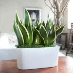 [Plante in die huis] 6 plante wat selfs in die badkamer gestel kan word
