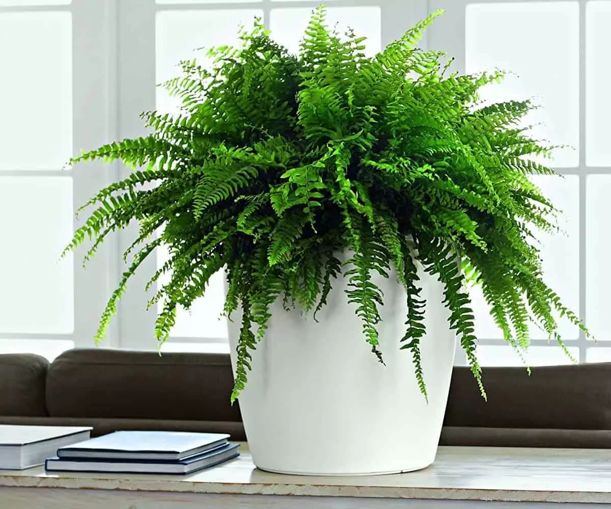 [Növények a házban] 6 növény, amely még a fürdőszobában is elhelyezhető