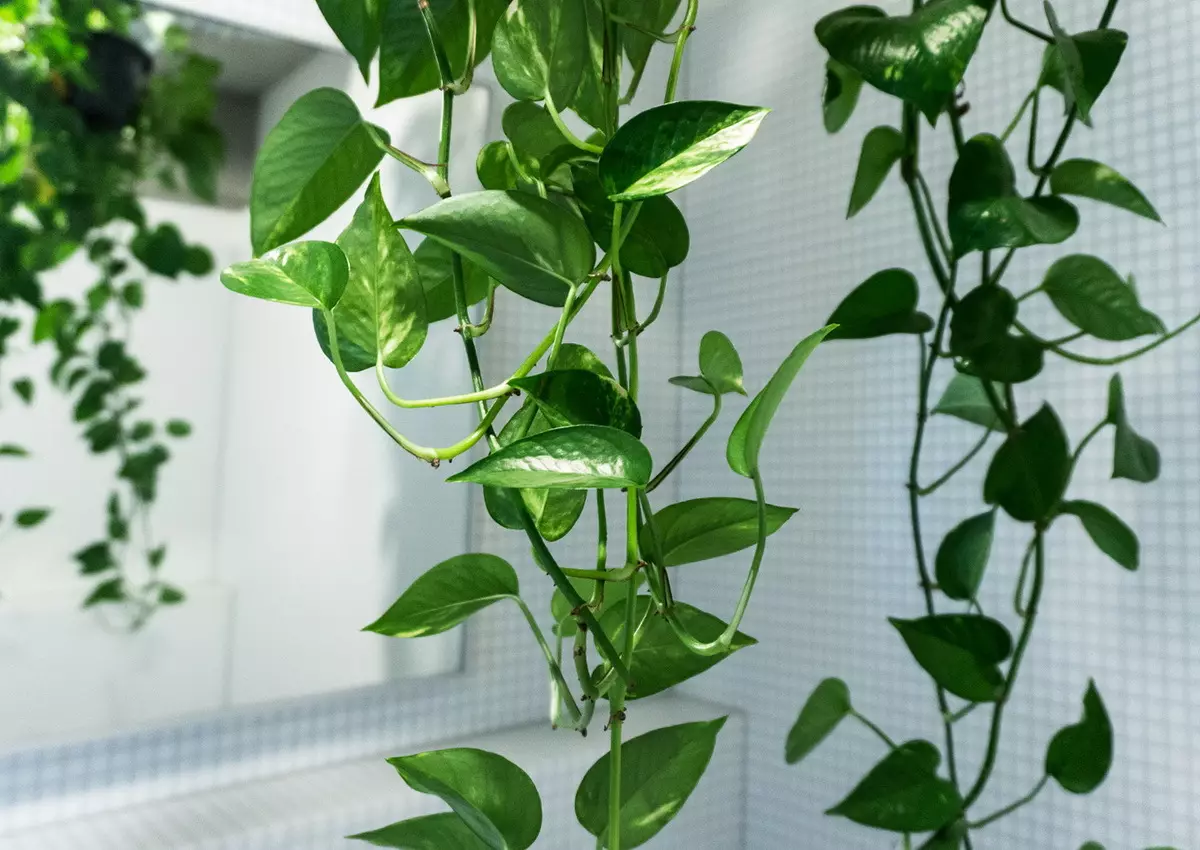 [Tumbuhan di rumah] 6 tumbuhan yang boleh diletakkan di bilik mandi