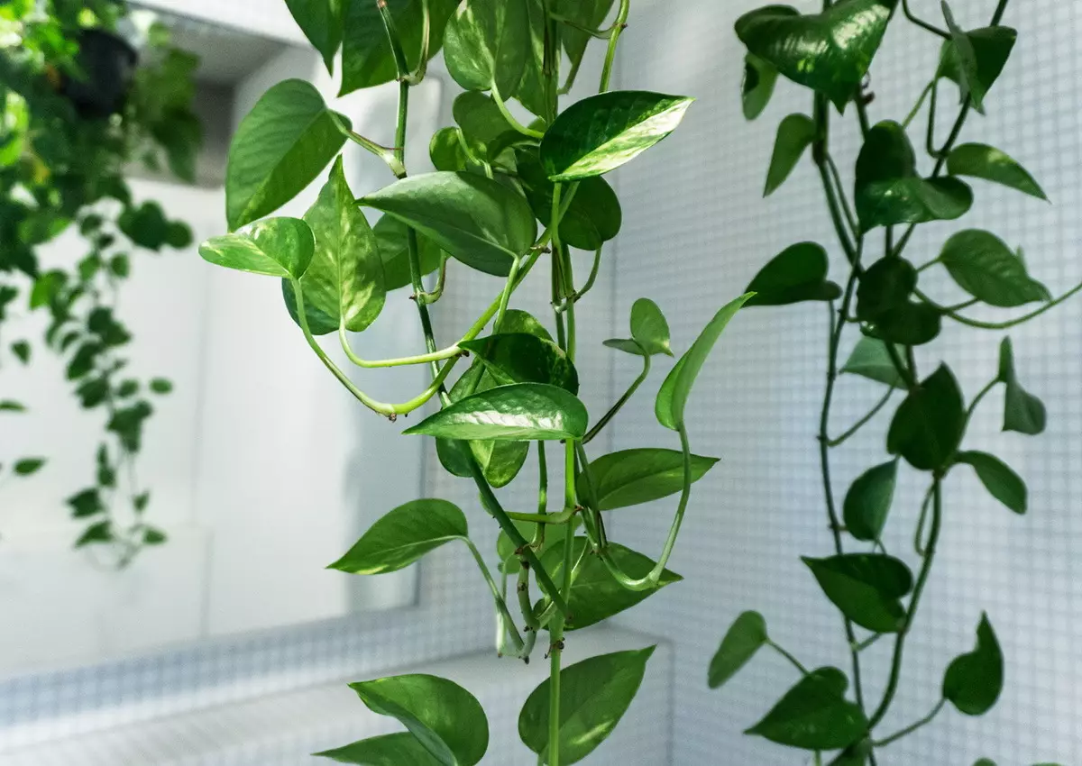 [Plantas en la casa] 6 plantas que se pueden poner incluso en el baño.