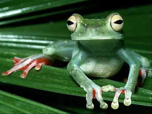 Bagaimana untuk membuat katak kertas, yang melompat: skim dengan foto dan video