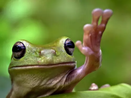 Jak udělat žábu papíru, který skoky: schéma s fotografiemi a videem