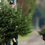 Künstlich oder lebhaft? Welcher Weihnachtsbaum, der sich unter einem anderen Innenraum auswählt?