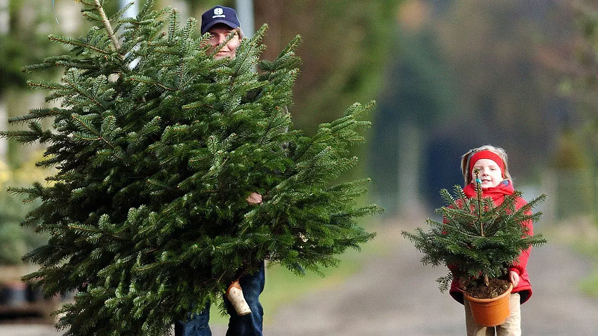 Kunstig eller livlig? Hvilket juletre å velge under annet interiør?