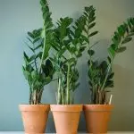[房子裡的植物] Zamiculkas或美元樹：家庭護理