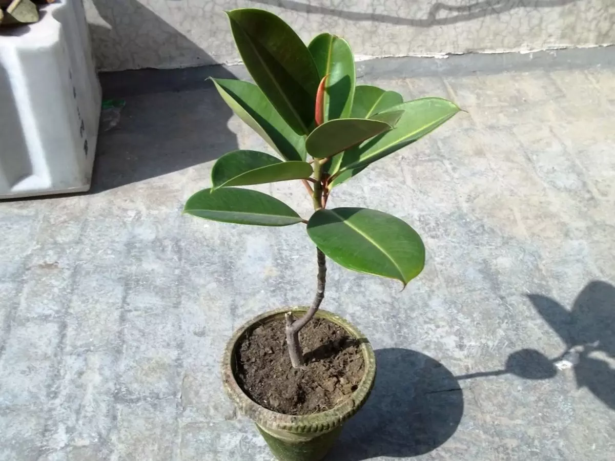 [Biljke u kući] Ficus: Tajne brige